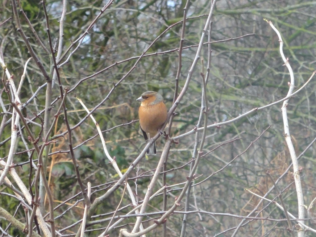 Chaffinch in the hedgerow