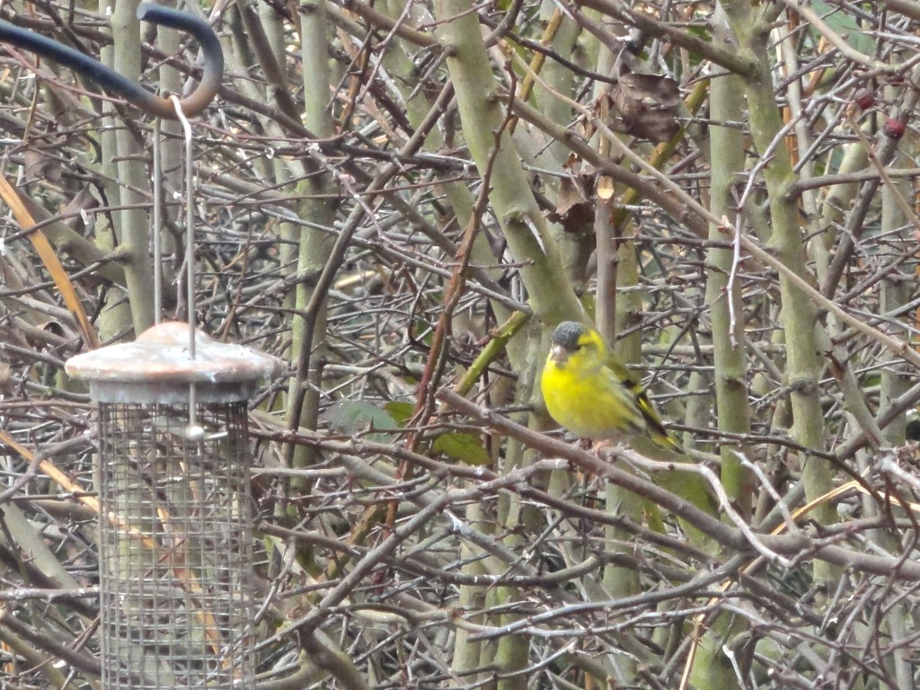 Siskin visits the feeders