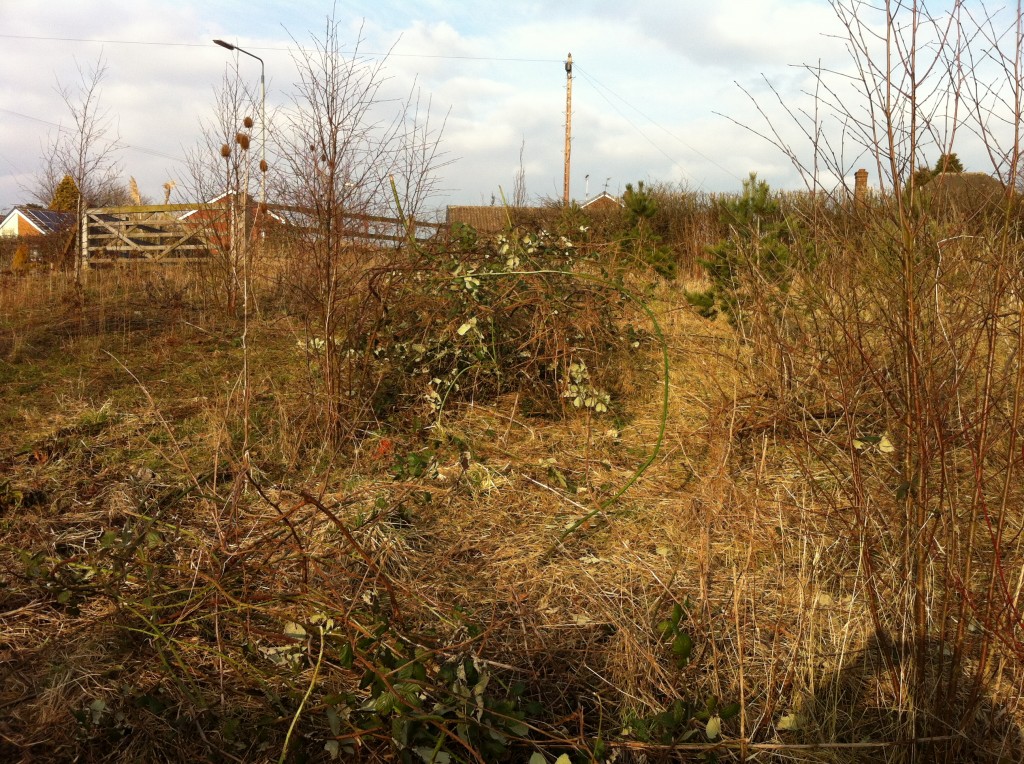 The pile of brambles on the bank awaiting disposal.
