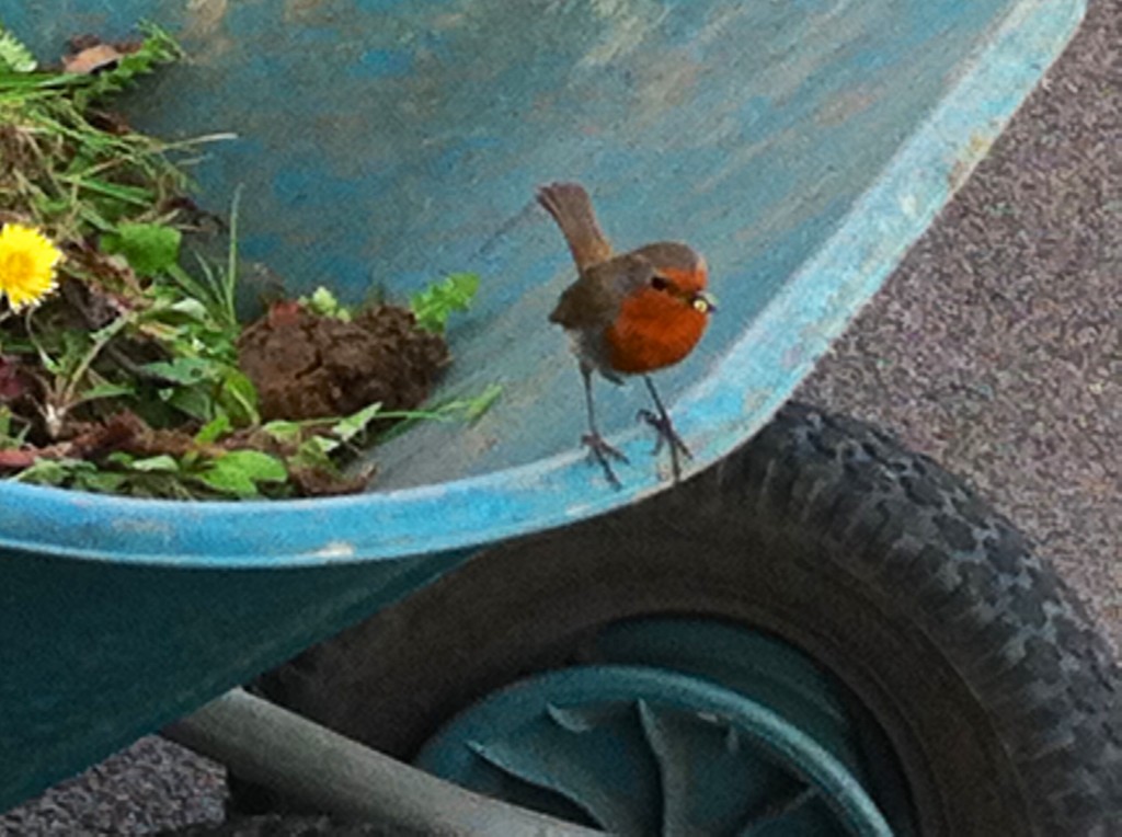 This robin has been searching a wheelbarrow of weeds looking for a meal.