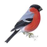 Pair of bullfinches sighted